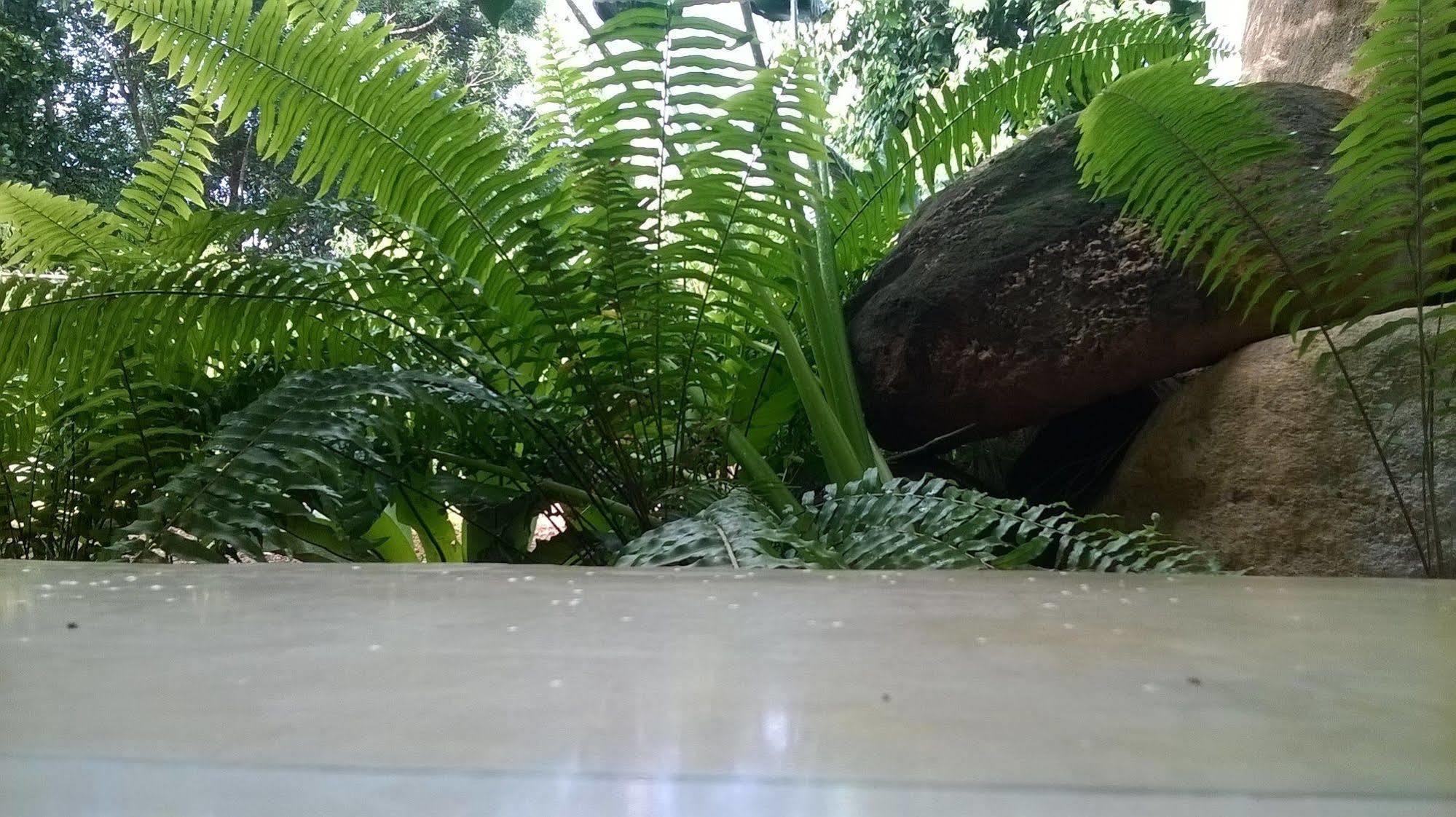 Готель Garcinia Leaf Хіккадува Екстер'єр фото
